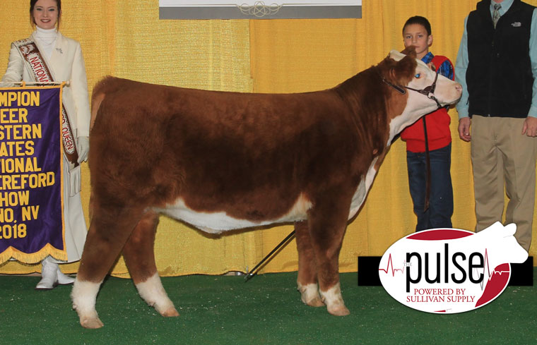 Western States National Hereford Show – Reno, NV | Junior Steers | The ...