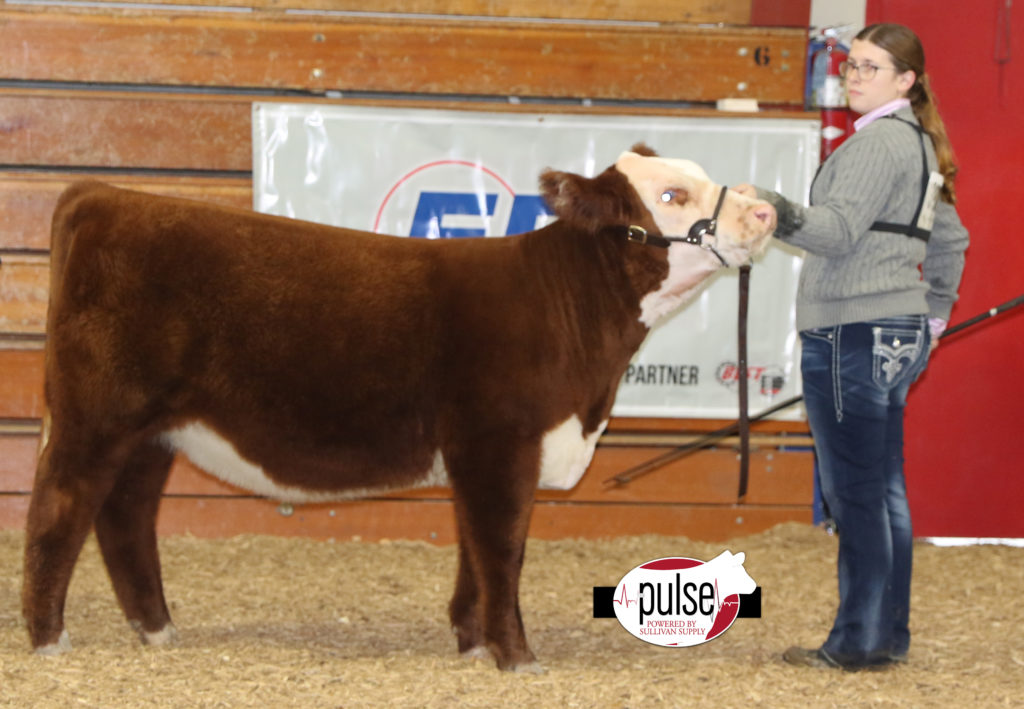 Heart Of It All~ Lima Ohio | Ring A & B – Herefords Heifers | The Pulse