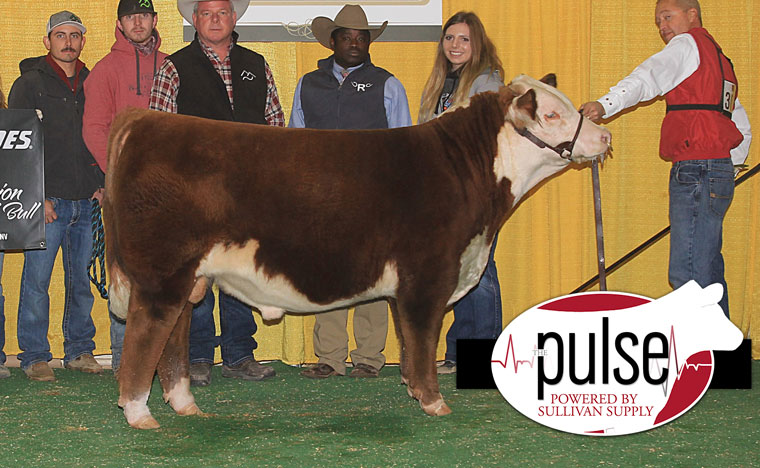 Western States National Hereford Show | Horned Bulls | The Pulse