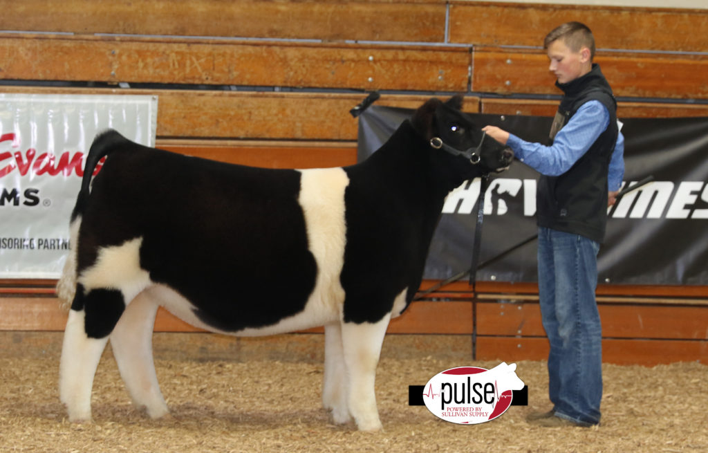 Heart Of It All ~ Lima Ohio | Ring A& B – Chianina Heifers | The Pulse