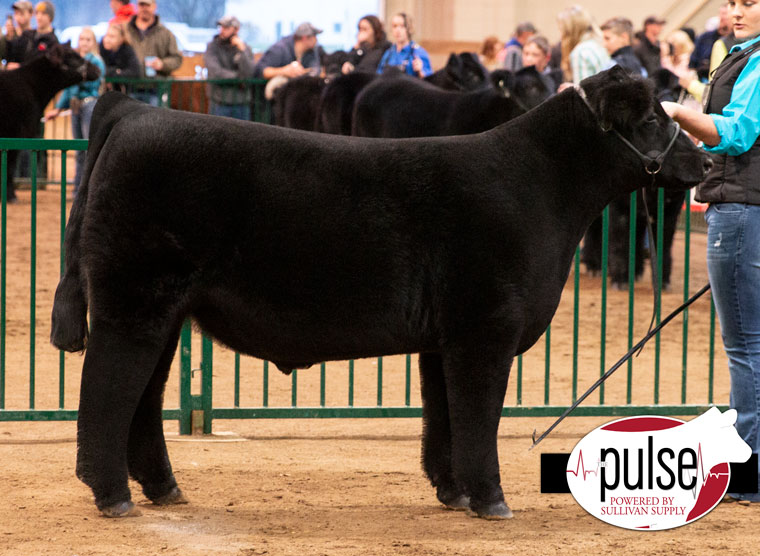 MI Winter Classic | Chi Steers | The Pulse