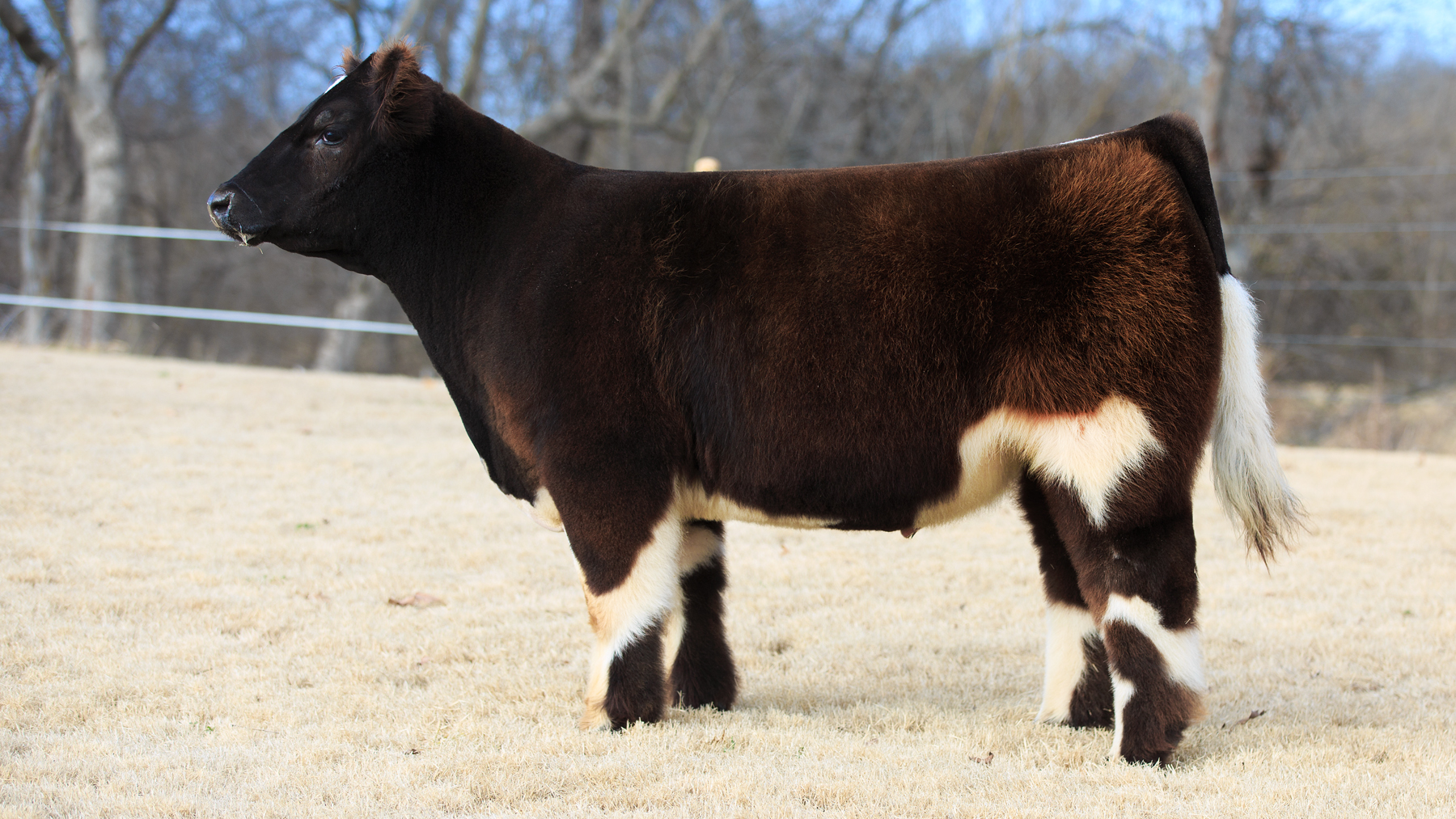 Goretska Show Steers | The Pulse