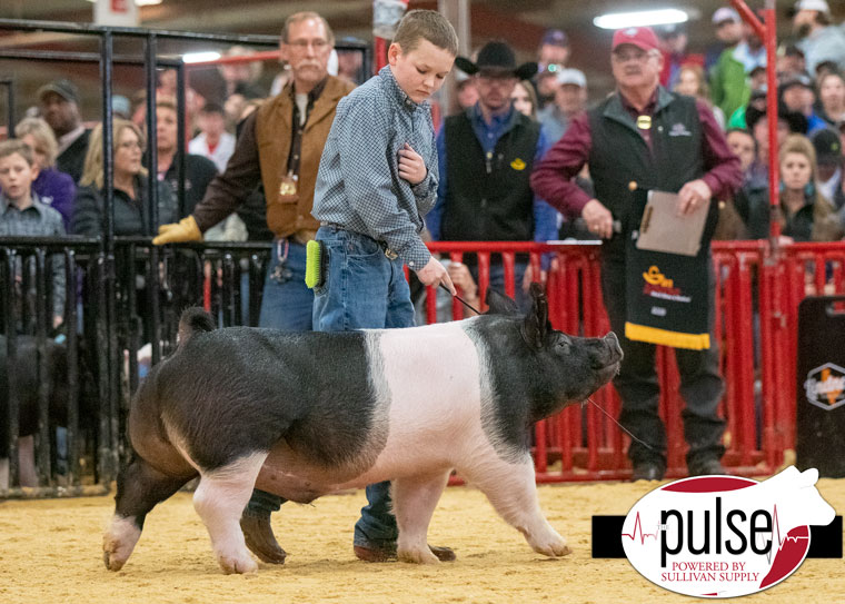 San Antonio Stock Show Barrows The Pulse