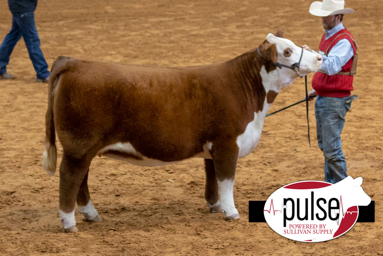 FWSS | Open Polled Hereford Females – Division V | The Pulse