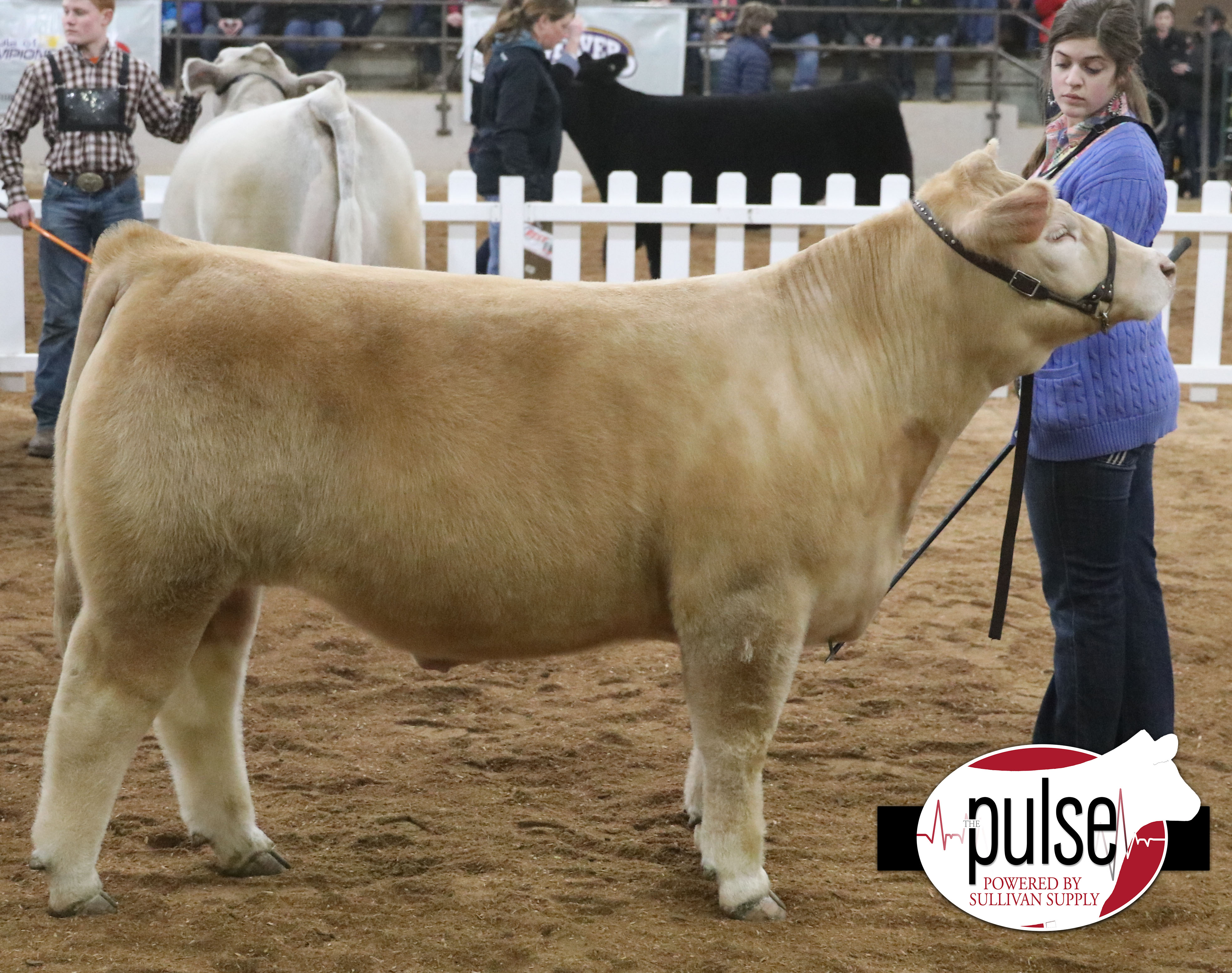 Ohio Beef Expo AOB Steers The Pulse
