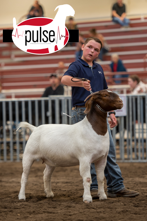 National Boer Goat Show | JABGA Breeding Showmanship Sponsored by ...
