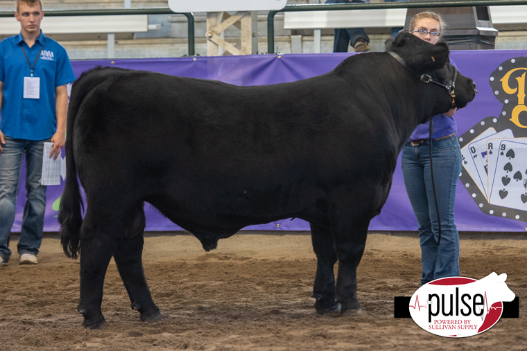 National Junior Maine-Anjou Show | Bred and Owned Maine-Anjou Bulls | The Pulse