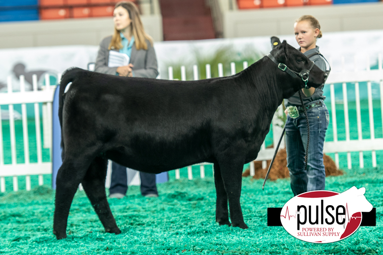 Junior Simmental National Classic | Percentage Heifers – Division I ...