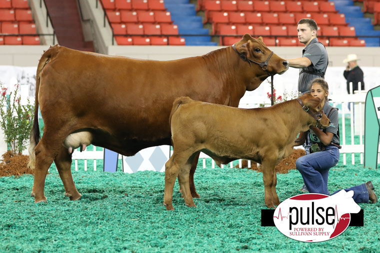 Junior Simmental National Classic Simbrah Cow/Calf Pairs The Pulse