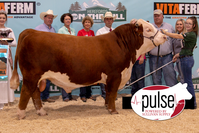 Junior National Hereford Expo Bred and Owned Bulls The Pulse