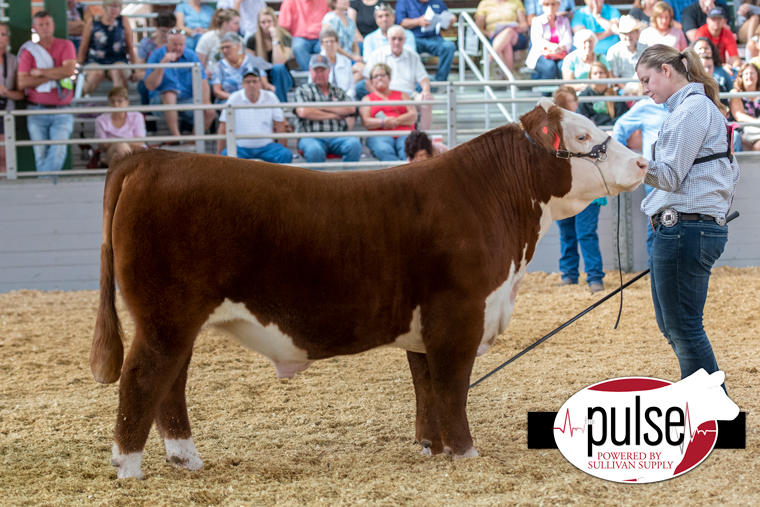 Illinois State Fair | Junior Market Steers – Herefords | The Pulse