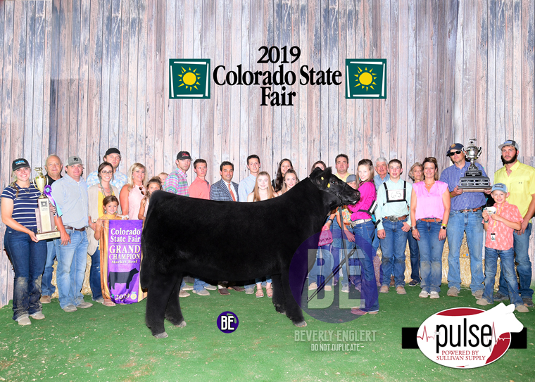 Colorado State Fair | Market Steer | The Pulse