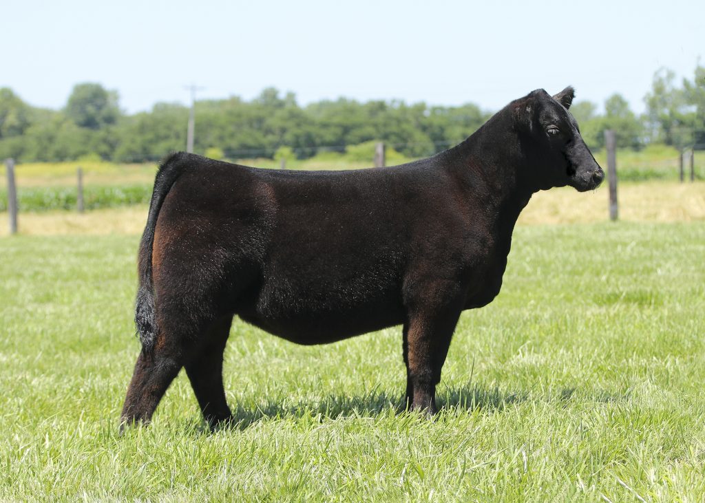 Minnaert Show Cattle Fall Sale 