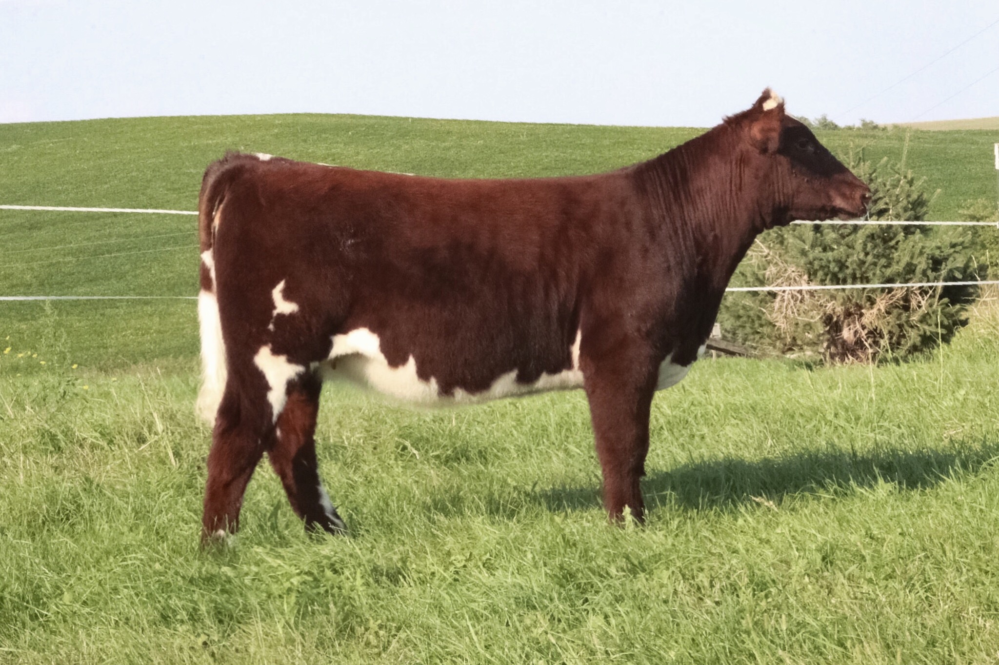 Green Castle Shorthorns Multi-Breed Sale | The Pulse