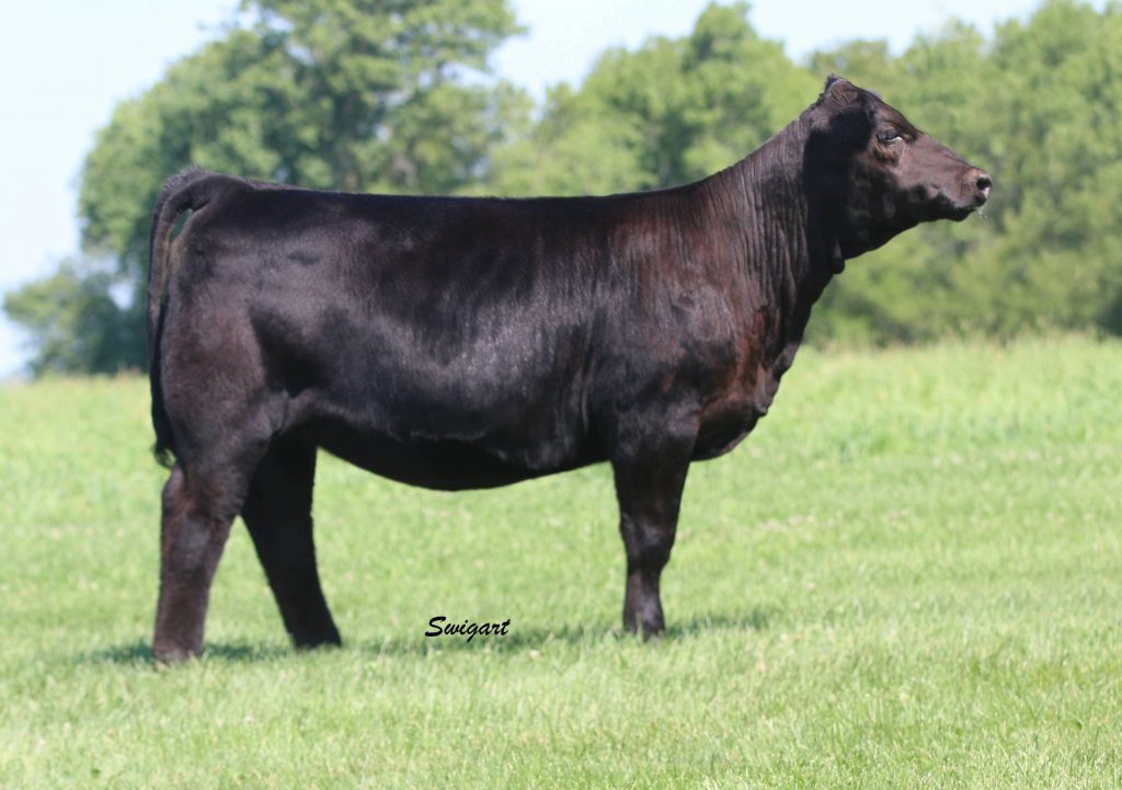 Fox Creek Cattle Sale Offerings in the Illini Elite Sale | The Pulse