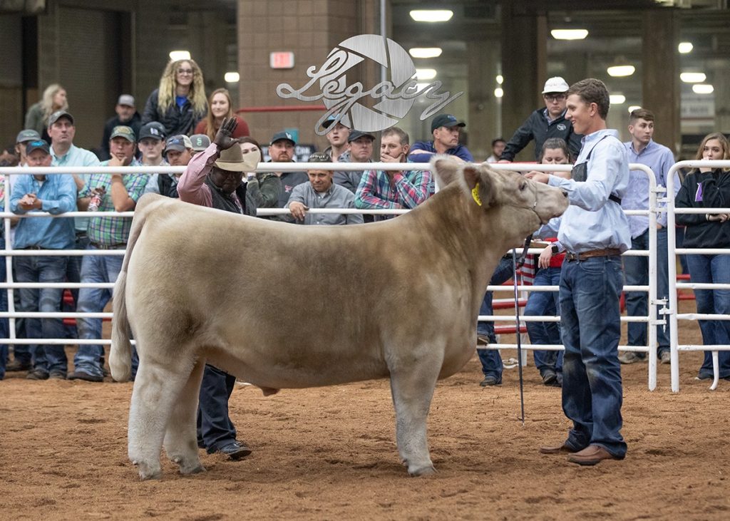 Legacy Livestock Imaging American Royal Official Photographer The Pulse