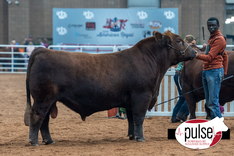 American Royal | Red Angus Bulls | The Pulse