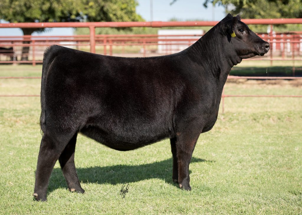 Angus Show Heifers Selling 10/12 at Silveira Bros. | The Pulse