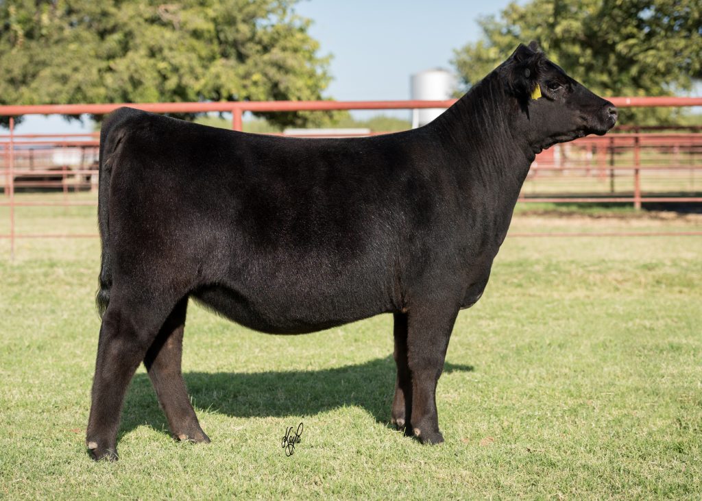 Angus Show Heifers Selling 10 12 At Silveira Bros. 