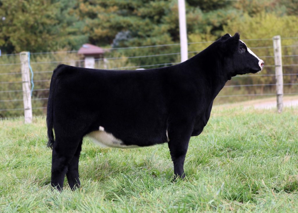 HOFFMAN CATTLE CO ONLINE SALE NOVEMBER 7TH THROUGH WILLOUGHBY | The Pulse