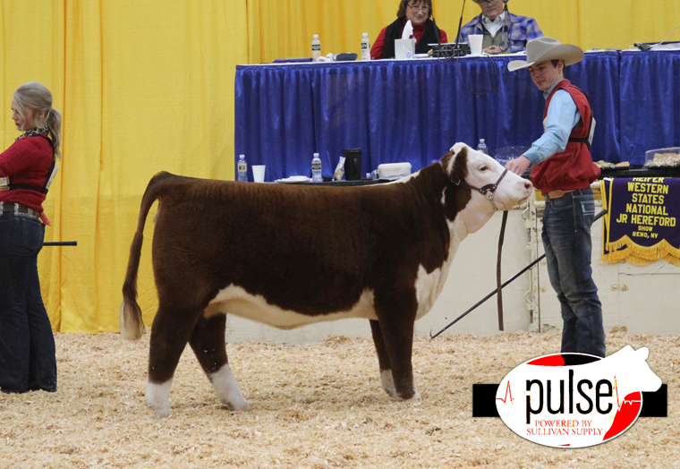 Western States National Hereford Show (NV) | Owned Junior Heifers ...