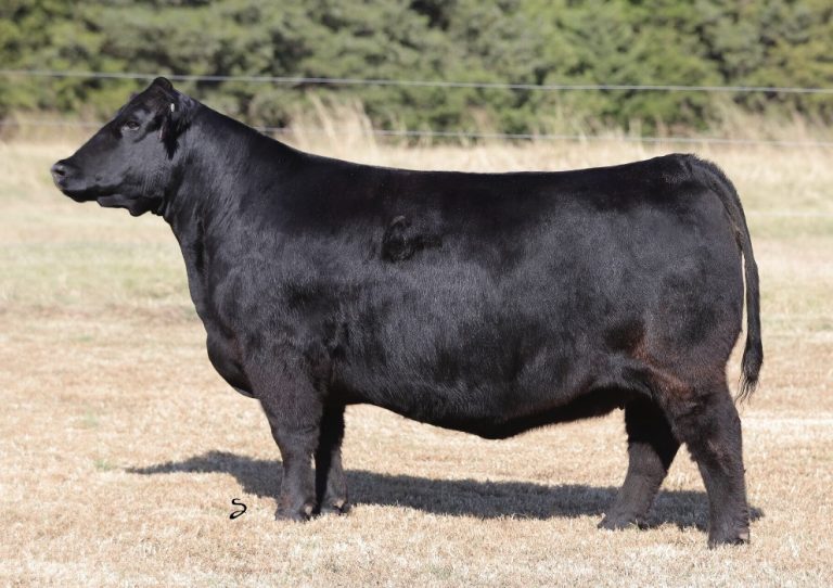 GRISWOLD CATTLE COMPANY • CLASSIC SALE | The Pulse