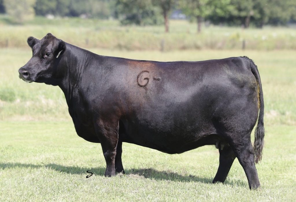 GRISWOLD CATTLE COMPANY • CLASSIC SALE The Pulse