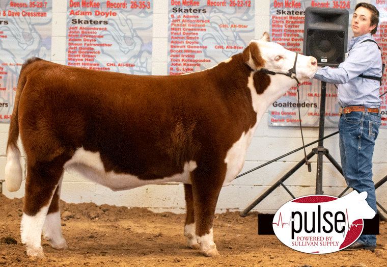 Sandhills Stock Show (Odessa, TX) | Horned Hereford Steers | The Pulse