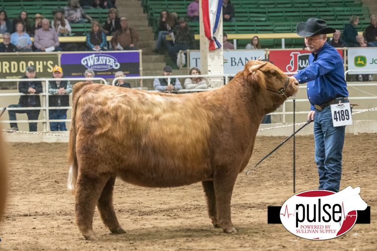 National Western | Open Highland Heifers | The Pulse