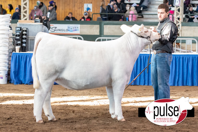 Iowa Beef Expo Charolais Heifers The Pulse