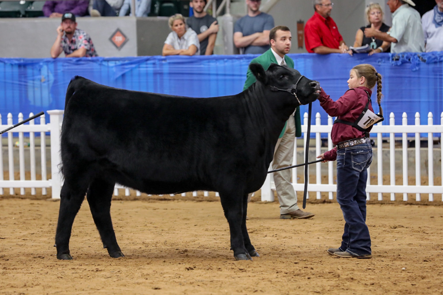 National Junior Angus Show Owned Heifers Division IV The Pulse