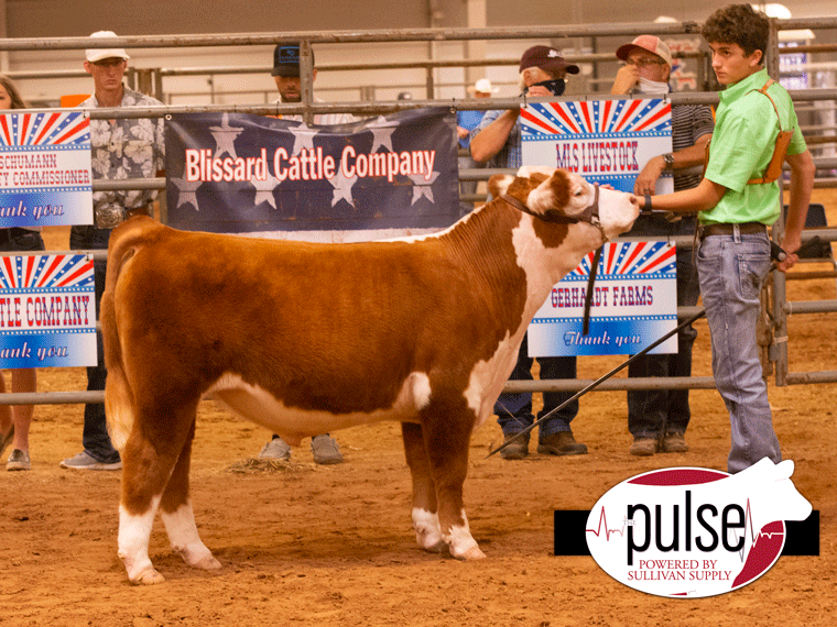 Cattle Crew Shootout (Belton, TX) | Steers | Polled Hereford | The Pulse