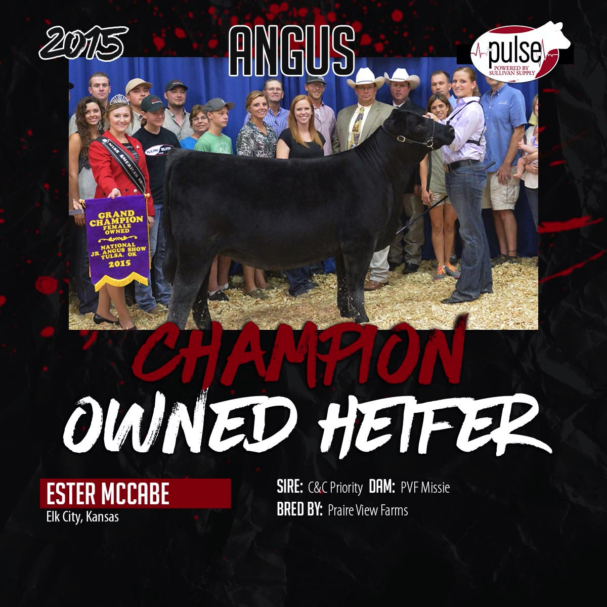 National Junior Angus Show Coverage… Starts Now! The Pulse