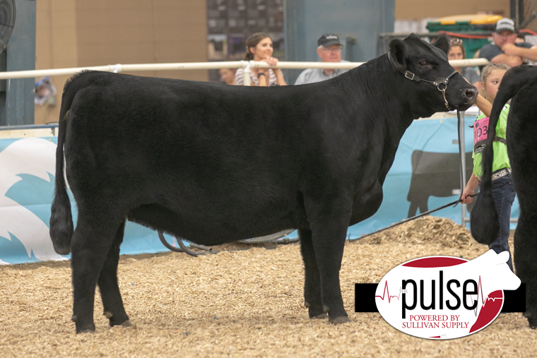 National Jr. Maine-Anjou Show | Bred and Owned Maine-AnjouFemales | The ...