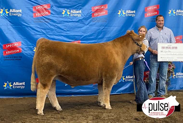 Iowa State Fair | 4-H Market Steers – Charolais | The Pulse