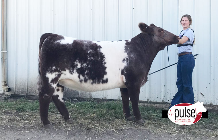 MN Youth Livestock Expo | Shorthorn Heifers | The Pulse