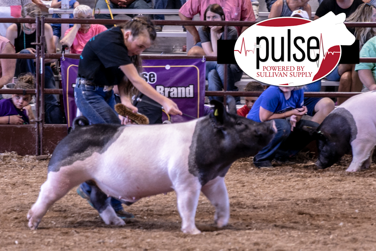 All Iowa Showdown | Market Hogs | The Pulse