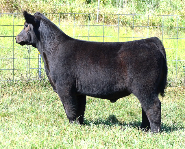 Weaver Show Cattle Steer Sale | September 14th | The Pulse