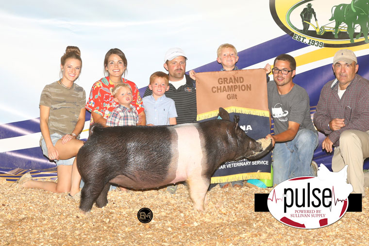 Indiana Stock Show Top 5 Breeding Gilts The Pulse