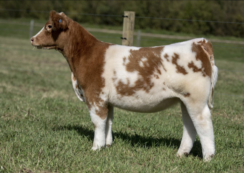 Pesek Cattle Farm Online Sale | The Pulse