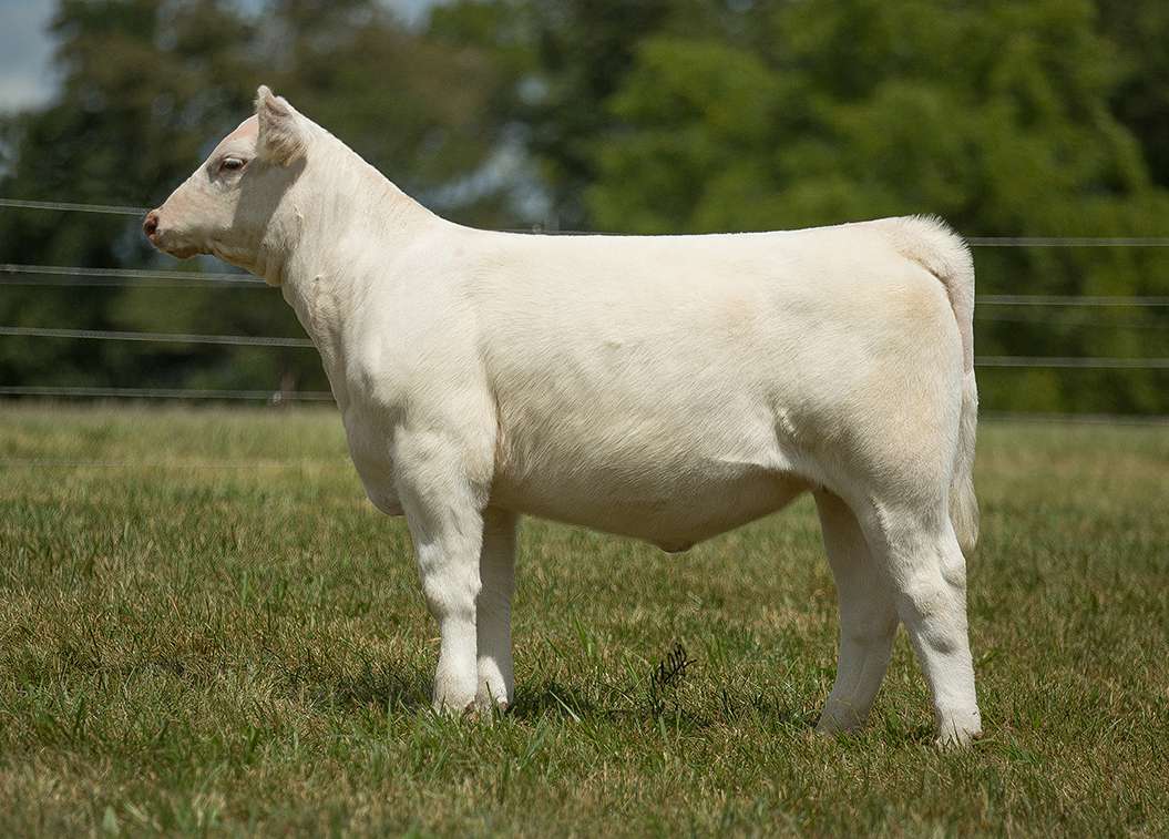 Ridder Farms Charolais Heifer and Genetics Sale | Tuesday, September ...