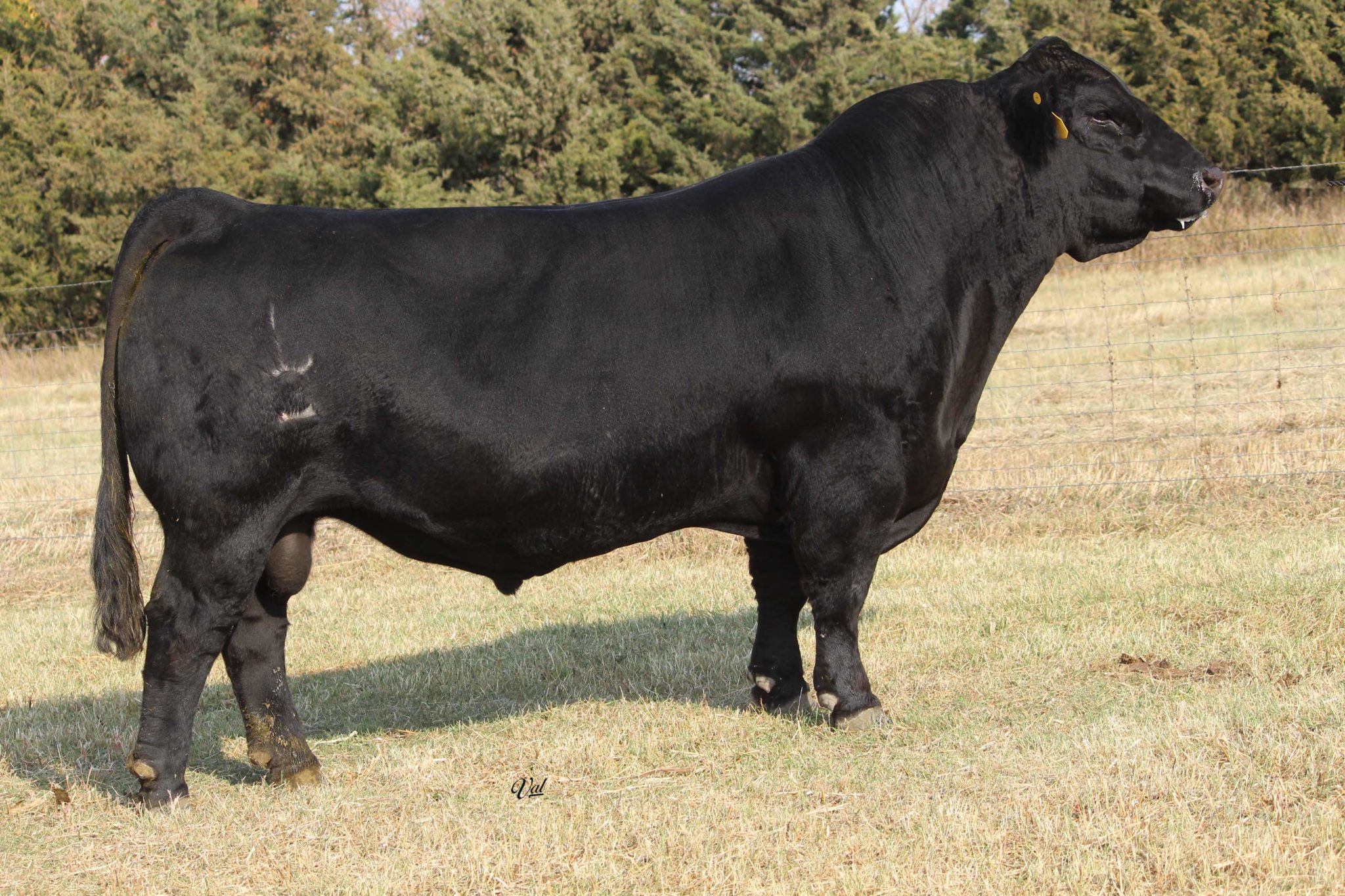 Sk Cattle Complete Simmental Dispersal Sale 