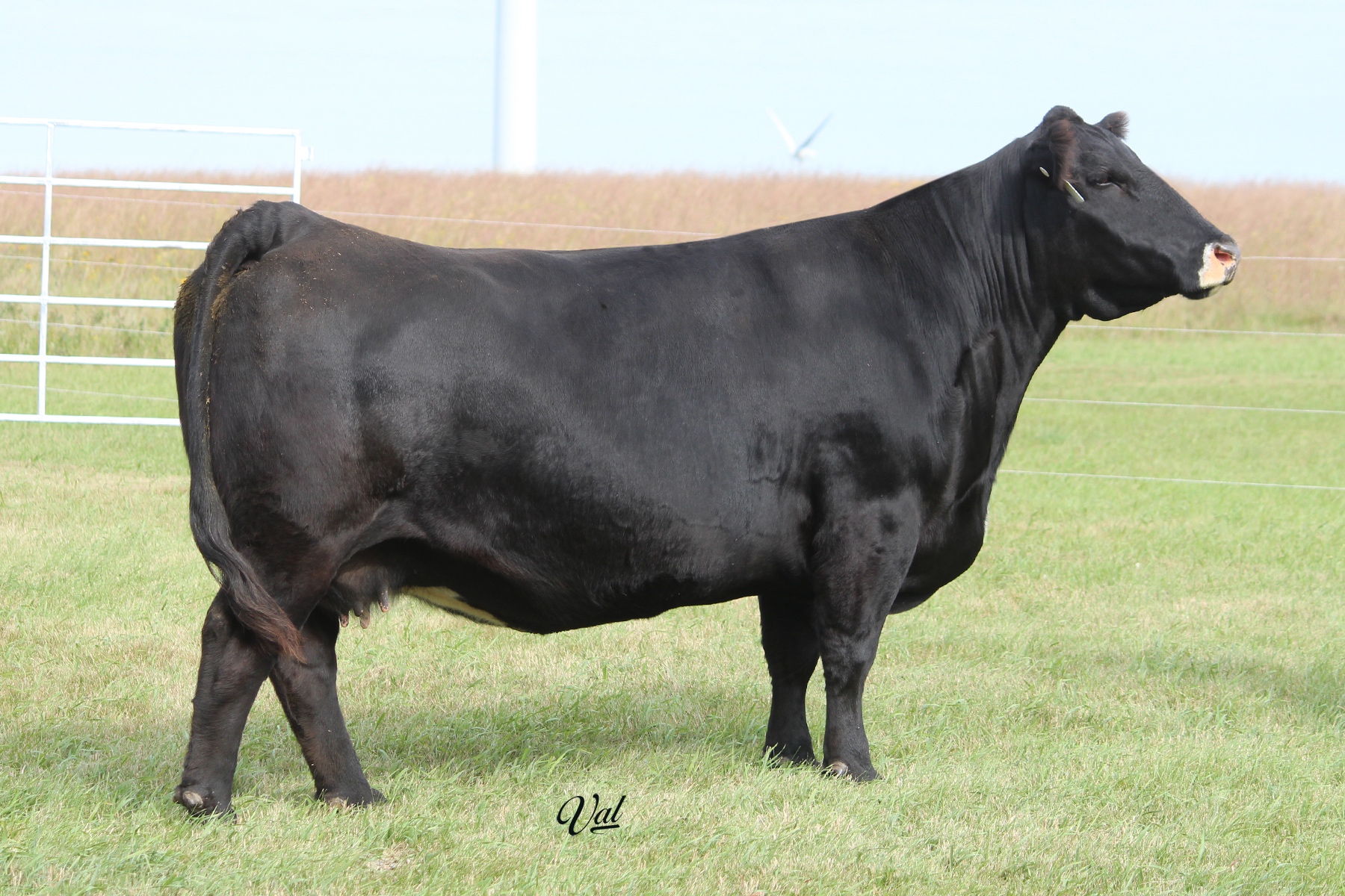 SK Cattle Complete Simmental Dispersal Sale | The Pulse