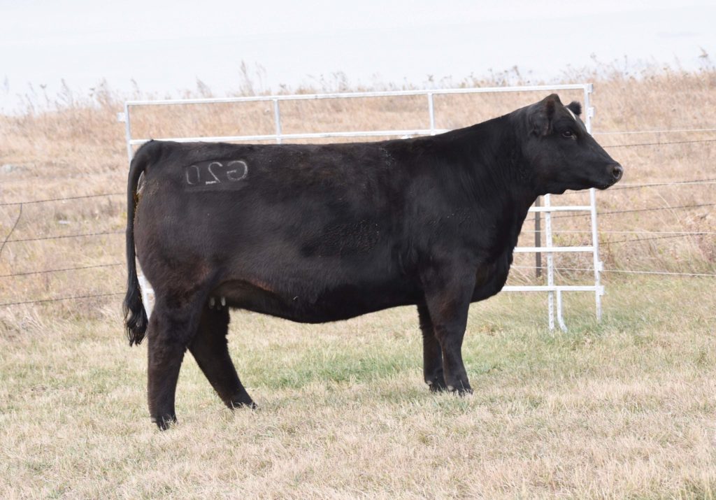 SK Cattle Complete Simmental Dispersal Sale | The Pulse