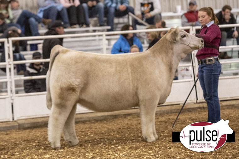 Kansas Beef Expo | Ring B – Market Heifers | The Pulse