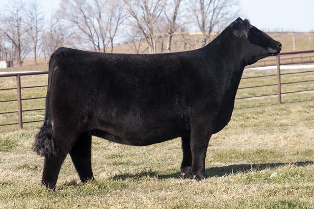 Sullivan Farms Show String Bred Heifer & Multi Breed Semen Sale ...