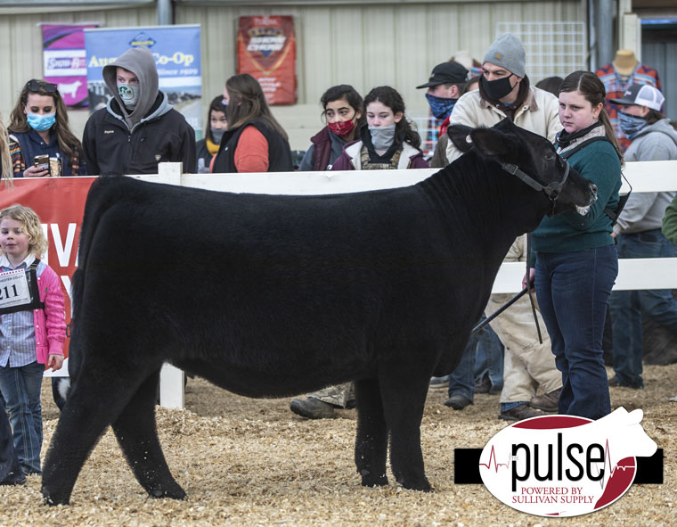 VCCP Winter Classic | Maine-Angus Heifers | The Pulse