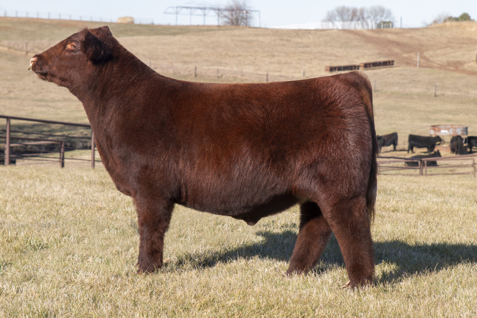 Sullivan Farm Consignments to The Summit National Shorthorn Sale The