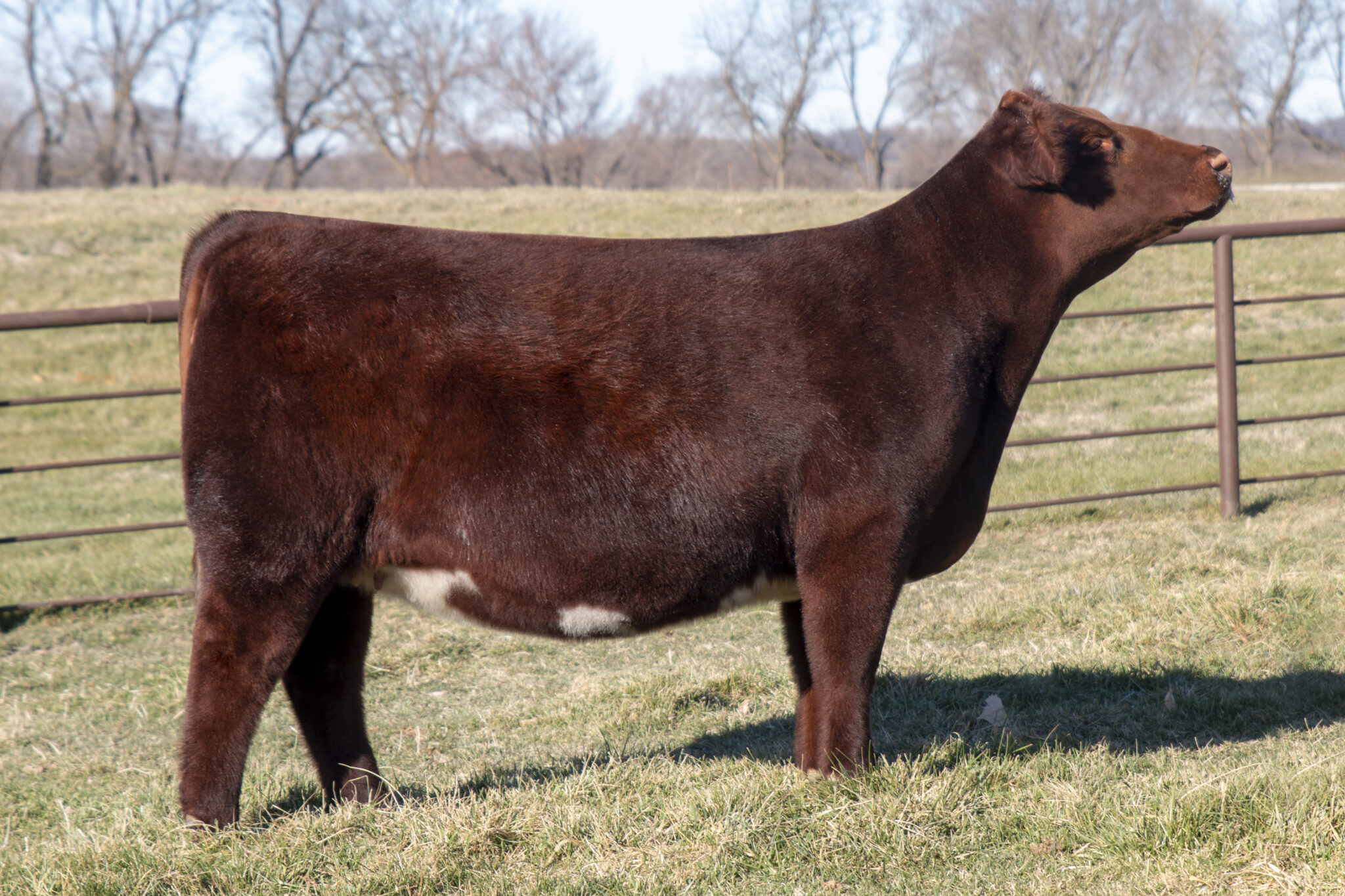 Sullivan Farm Consignments to The Summit National Shorthorn Sale The