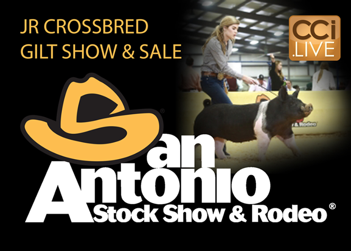 The San Antonio Stock Show Jr Crossbred Gilt Show and Sale 2021 The Pulse
